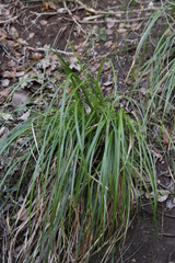 Carex lancea