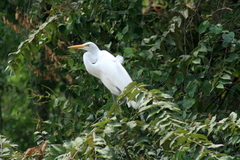 Ardea alba