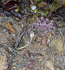 Ledebouria ovalifolia