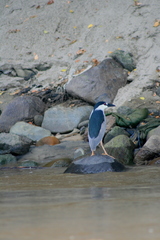 Nycticorax nycticorax