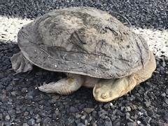 Chelodina expansa