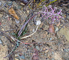 Ledebouria ovalifolia