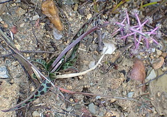 Ledebouria ovalifolia