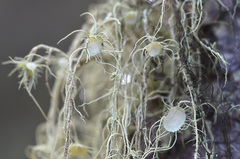 Usnea florida