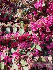 Loropetalum chinense