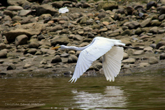 Ardea alba