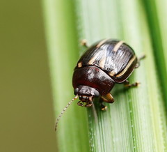 Paropsisterna lineata