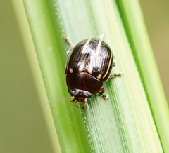 Paropsisterna lineata