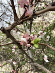 Prunus amygdalus