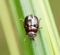 Paropsisterna lineata
