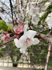 Prunus amygdalus