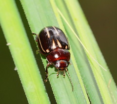 Paropsisterna lineata
