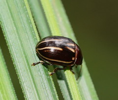 Paropsisterna lineata