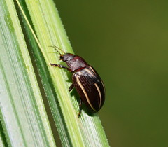 Paropsisterna lineata