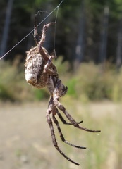 Backobourkia brouni