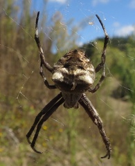 Backobourkia brouni