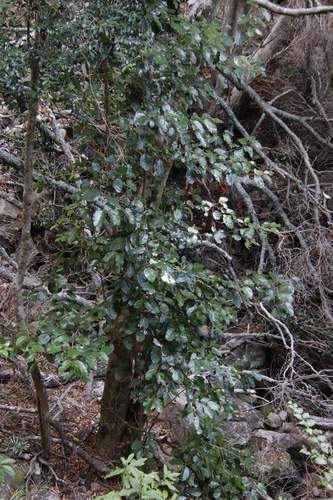Curtisia (Curtisia dentata)