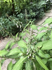 Lysimachia decurrens