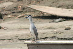 Nycticorax nycticorax