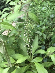 Lysimachia decurrens