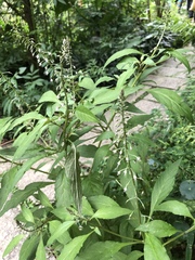 Lysimachia decurrens