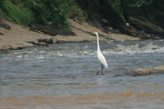 Ardea alba
