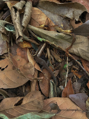 Lepidoblepharis sanctaemartae