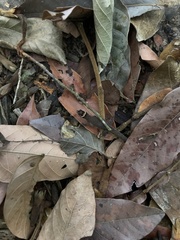 Lepidoblepharis sanctaemartae