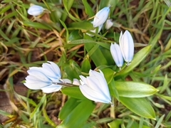 Scilla mischtschenkoana