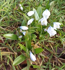 Scilla mischtschenkoana