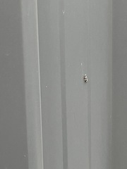 Lepidoscia characota