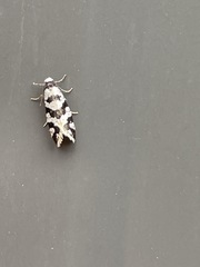 Lepidoscia characota