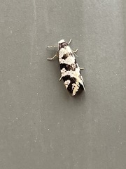 Lepidoscia characota