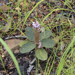 Uraria lagopodioides
