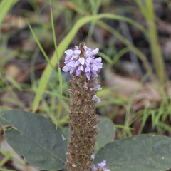 Uraria lagopodioides