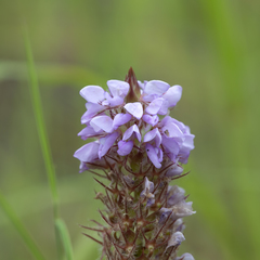 Uraria lagopodioides