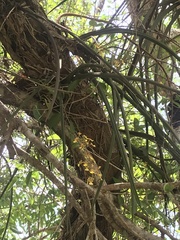 Trichocentrum cebolleta