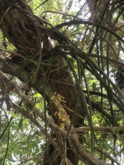 Trichocentrum cebolleta