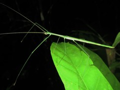 Sipyloidea rentzi