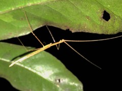 Sipyloidea larryi