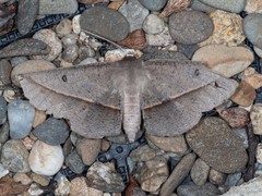 Phallaria ophiusaria