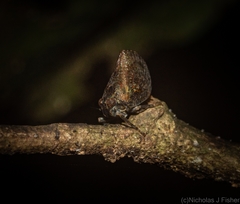 Cotylana angustifrons