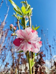 Prunus persica persica