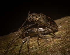Prosoplus mediofasciatus