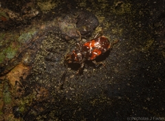Eupanteos