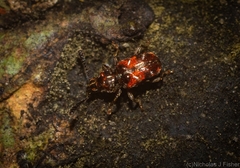 Eupanteos