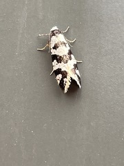 Lepidoscia characota