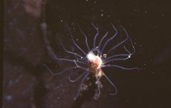 Tubulariidae