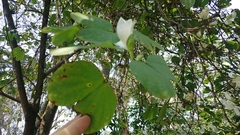 Bauhinia variegata candida