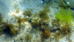 Stigmatopora nigra